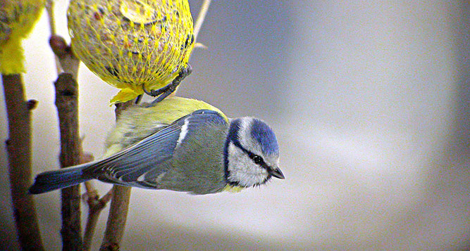 Blaumeise | Bild: Claus König