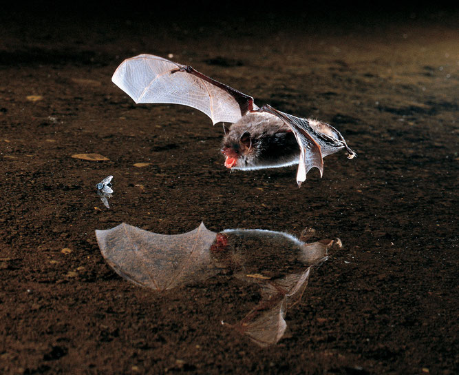 Eine Wasserfledermaus auf der Jagd. Ihre Insektenbeute fängt sie direkt von der Oberfläche stehender und fließender Gewässer ab. (Bild: Dietmar Nill / NABU)