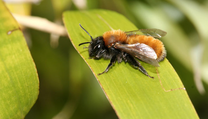 Rotpelzige Sandbiene (Andrena fulva) | Foto: Helge May