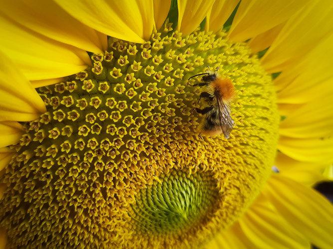 Platz 1: Ackerhummel auf Sonnenblume von Nika Ohl (7 Jahre), aufgenommen in Bingen