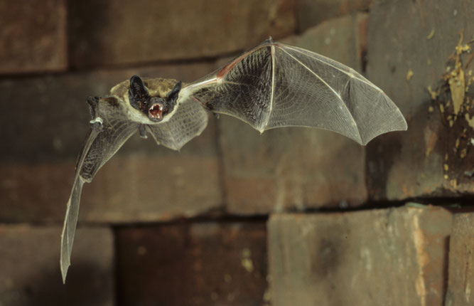 Eine Zweifarbfledermaus verlässt ihr Tagesquartier (Bild: Dietmar Nill, NABU)