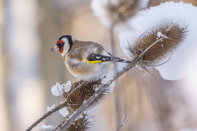 Stieglitz im Winter | Foto: Andreas Hartl