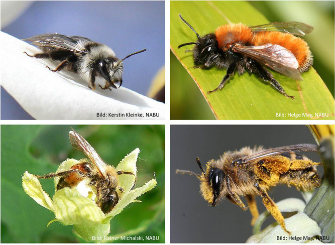 In Deutschland leben mehr als 100 Arten von Sandbienen. Sie alle nisten in selbst gegrabenen Nestern im Erdboden und leben solitär. Von links nach rechts: Weiden-Sandbiene, Rotpelzige Sandbiene, Zaunrüben-Sandbiene, Gemeine Sandbiene.