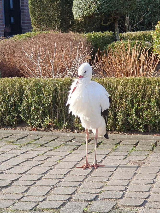 Die 2002 im Zoo Rostock beringte Störchin "Luzie" (Hiddensee L 975) überwintert 2025/26 zum inzwischen 14. Mal in Schaephuysen/NRW. Foto: D. Sagenschneider, 27.12.2025