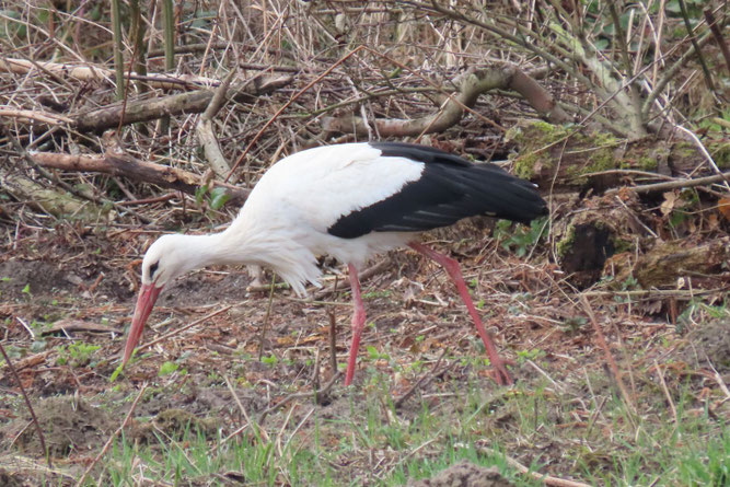 Nah an seinem Nest sammelt dieser Storch vom Nest Biestow Ausbau am 4.4.2026 einige Nahrungstiere.