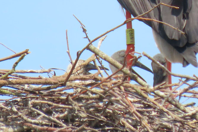 Drei Küken sind am 23.5.2026 im Lieblingshofer Nest zu erkennen.