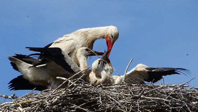 In diesen Tagen wird bei uns an den Nestern die finale Zahl der flüggen Jungstörche gezählt. In Zeez sind es in diesem Jahr drei, die am 10.7.2026 gerade von einem der Altvögel gefüttert werden. Foto: A. Sandhoff.