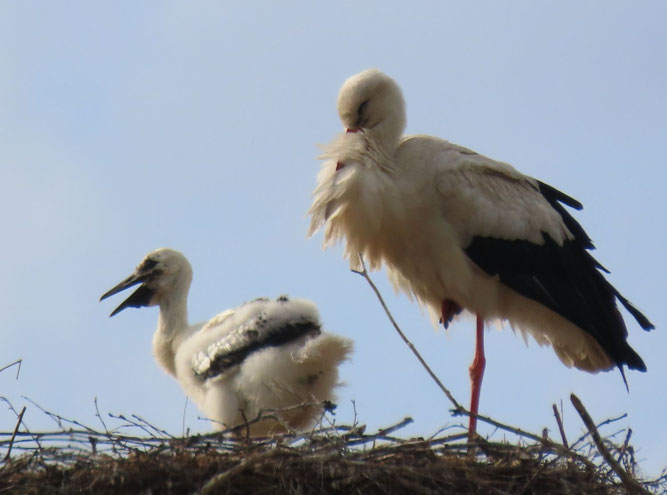 Gut 4 Wochen alt ist dieser Jungstorch in Groß Lüsewitz. Damit ist er momentan das größte der bei uns heranwachsenden Küken. Aktuell befindet sich noch ein weiteres Küken mit im Nest. 29.5.2026.