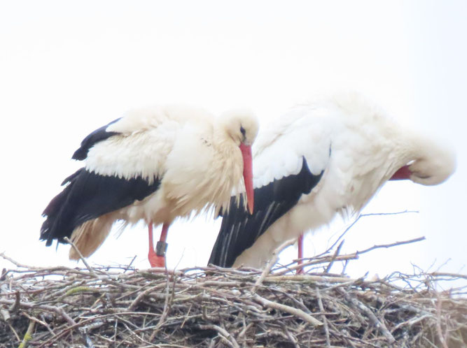 Am 11. April ist doch noch die Biestower Webcam-Störchin "Martha" (H9835) an ihrem langjährigen Nest eingetroffen. Offenbar gab es keinen Kampf. Heute konnte ich ihren Ring ablesen. 12.4.2026.