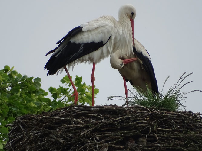 Seit Ende Mai besetzt dieses Storchenpaar den Horst in Moitin - für eine Brut ist es leider zu spät. Foto: T. Sandhoff, 15.6.2019