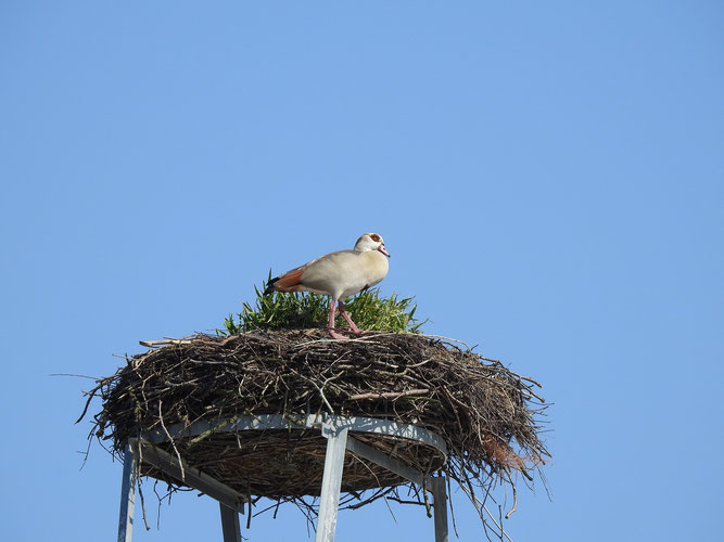 Ganz und gar nicht der richtige Vogel hat sich dagegen auf dem Weißstorch-Horst Pankelow I niedergelassen. Vermutlich brütet die Partnerin der Nilgans im Grünbewuchs. 28.3.2020