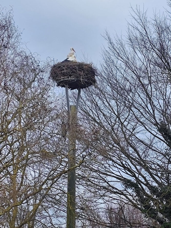In Cammin hat sich am 2.3.26 überraschend schon ein zweiter Storch eingefunden. Ob es bei dieser Konstellation wohl auf Dauer bleibt oder ob es nur eine Zwischenrast ist? Foto: S. Weber