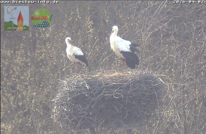 Erstmals stand heute eine fremde, unberingte Störchin mit auf dem Biestower Webcam-Nest. Dass beide miteinander fremdelten, war unübersehbar. Nach zwei Stunden verschwand die Unbekannte und tauchte bis zum Abend auch nicht wieder auf. 2.4.2026