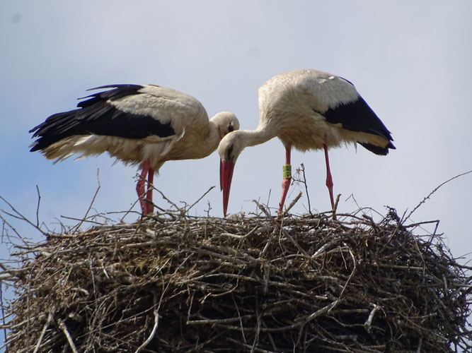 Auch das Storchenpaar in Groß Bölkow füttert bereits Küken - auch wenn diese noch sehr klein sind. Foto: A. Sandhoff, 19.5.2026