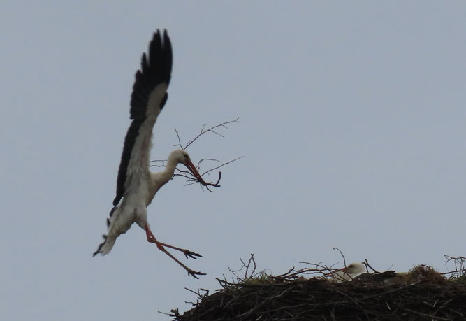 Anflug mit Nistmaterial an das Bandelstorfer Nest. 28.3.2026