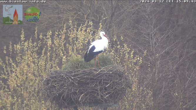 Ein erster und gleich längerer Besuch im Webcam-Nest Rostock-Biestow fand am 12.3.2024 zwischen etwa 13 und 16 Uhr statt. Dem Verhalten nach kennt der Storch sich hier gut aus - aber vielleicht pendelt er auch noch (wieder nach Groß Bölkow)?  