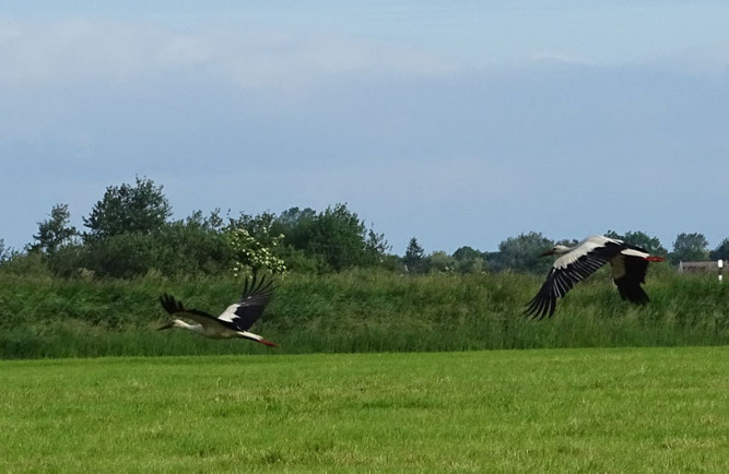 Zwei Weißstörche überfliegen gemähtes Grünland in der Conventer Niederung. Neben einem einjährigen Storch aus Schweden hält sich dort momentan auch der Nichtbrüter DEH X70C6 auf, 2023 von uns in Göldenitz bei Schwaan beringt. Foto: A. Sandhoff, 5.6.2026 