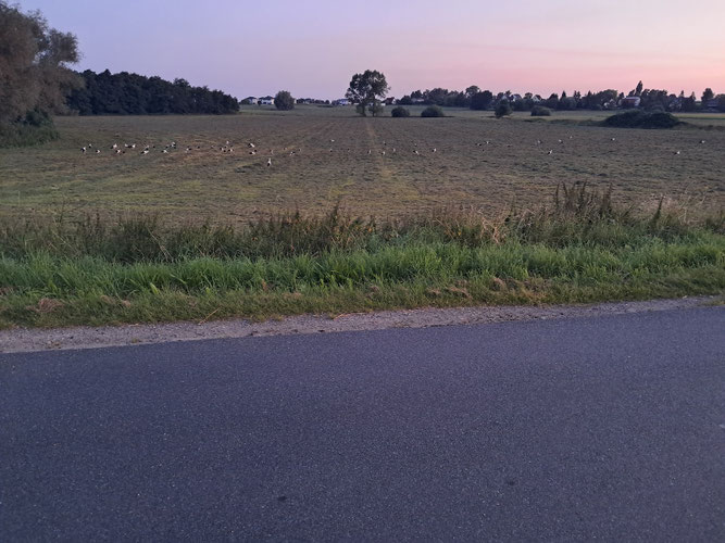 Über 50 Weißstörche suchen am frühen Morgen des 12.8.2025 am Ortsrand von Klein Schwaß gemeinsam Nahrung. Sie haben sich zusammengefunden, um in Kürze gemeinsam auf den Zug in Richtung Süden zu gehen. Foto: R. Angeli.