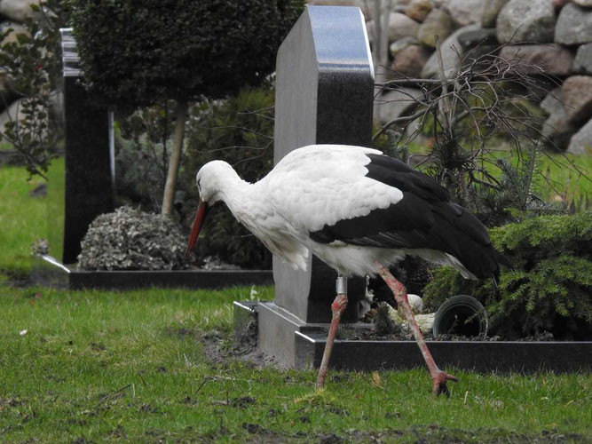 Eines der letzten Fotos: A277 am 10.3.2019 auf dem Friedhof Langenhanshagen, wo sie sich sehr gerne aufhielt