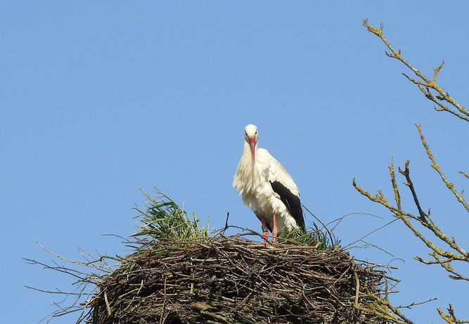 Dieser Rückkehrer ist schon der "richtige" Storch: das jetzt zehnjährige Männchen DEH HC774 ist bereits seit 2016 auf dem Fienstorfer Horst zu Hause. 28.3.2020