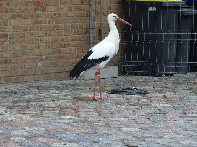 Zu Fuß unterwegs in Häschendorf bei Bentwisch: schwedischer Storch SVS 1371. Foto: A. Hornburg, 6.12.18