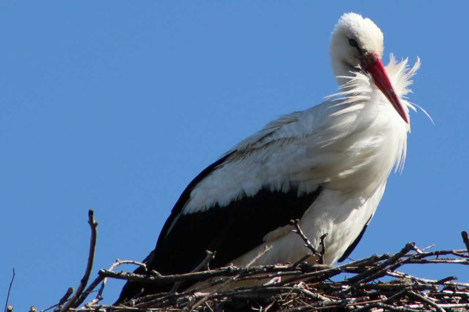 Die abendliche Sonne genießt das Fienstorfer Männchen auf seinem Nest. Noch ist sein Weibchen nicht eingetroffen. Foto: C. Pahlke, 1.4.19