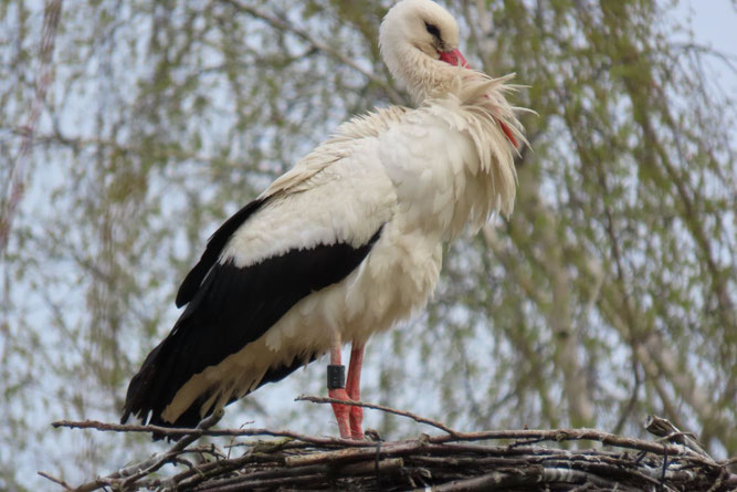 Unser ältester Ringstorch DEH HC774, jetzt 16 Jahre alt, 2016 bis 2025 Brutstorch in Fienstorf, ist doch noch zurückgekehrt. Er musste aber unfreiwillig nach Albertsdorf ausweichen. In Fienstorf brütet sein dreijähriger Sohn! 18.4.2026.