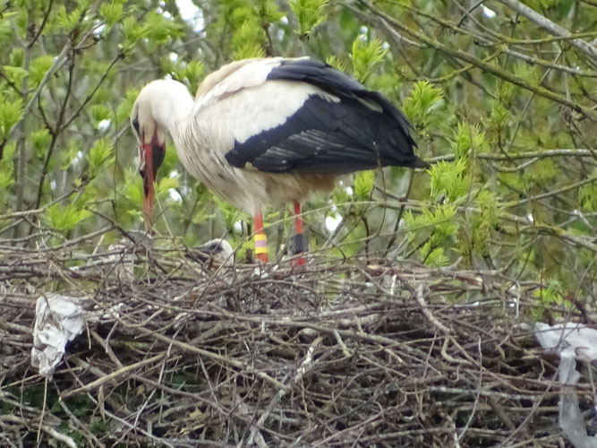 In Kröpelin sind am 21.5.2021 zwei Küken im Alter von zwei bis drei Wochen zu erkennen. Im Spektiv war kurz darauf noch ein drittes Küken feststellbar. Foto: T. Sandhoff. 