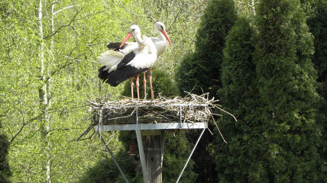 Wie zuletzt in jedem Jahr hat sich auch 2020 wieder spät im April ein junges Storchenpaar in Kambs niedergelassen. Die Störchin ist dreijährig und stammt aus Hollingstedt/Schleswig-Holstein. Foto: A. Borchwardt.