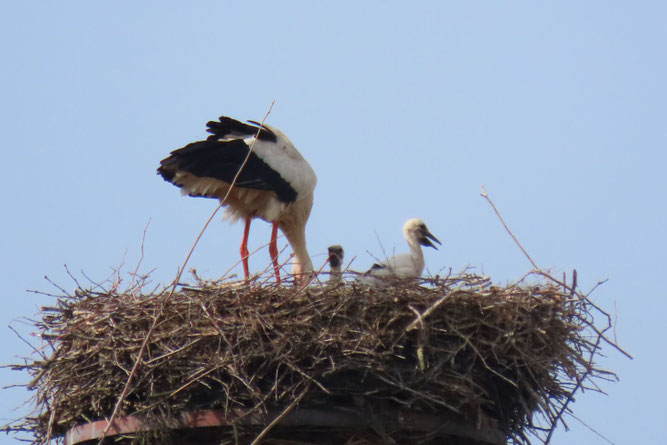 Zwei Küken sind auf diesem Foto aus Groß Lüsewitz zu erkennen. 23.5.2026
