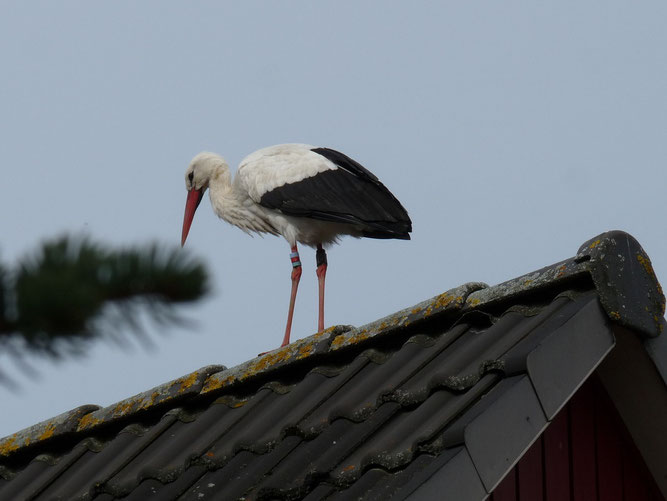 Schwedische Störchin SVS 2439 auf einem Hausdach nahe dem Satower Storchennest. Foto: T. Schwerin, 20.3.20