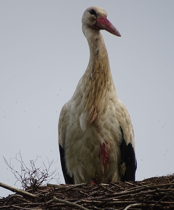 Dieser Storch hat ganz offensichtlich einen blutigen Kampf hinter sich - seit dem 2.4. steht er auf dem Nest Schwaan I. Foto: T. Sandhoff, 3.4.2019