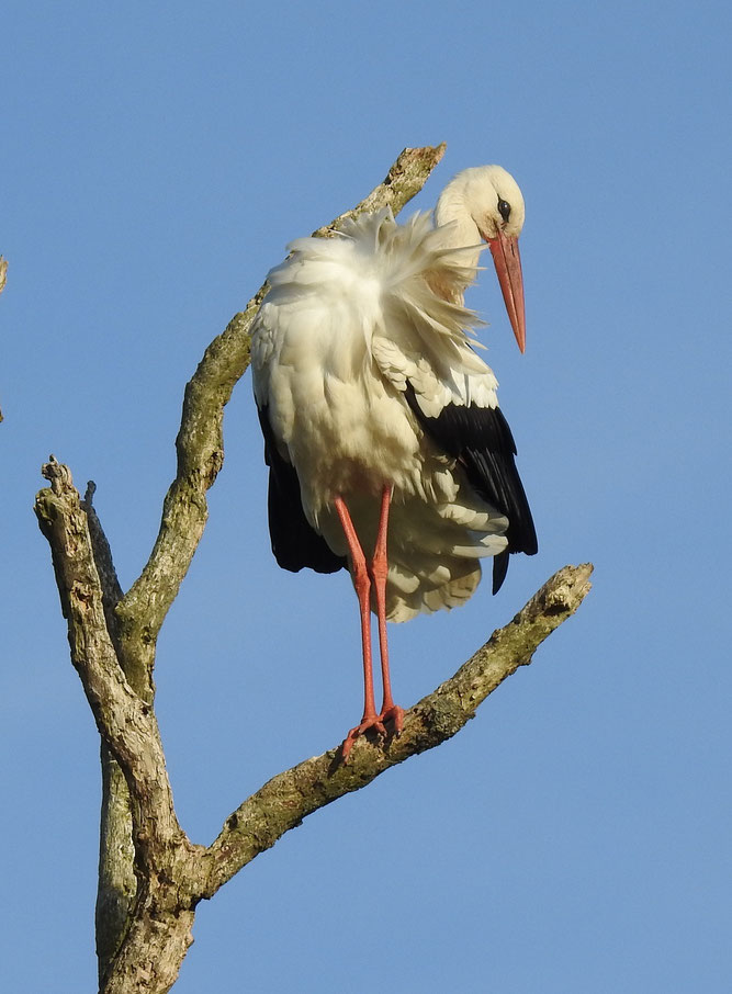 Offenbar ohne Horstbindung ist dieser bei Bandow auf einem abgestorbenen Baum ruhende Weißstorch. 20.5.2020