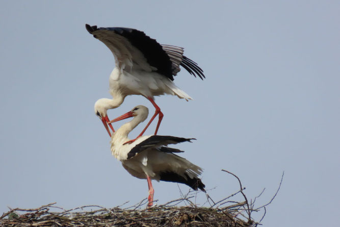 "Balanceakt" des Satower Storchenpaares, 29.3.2026