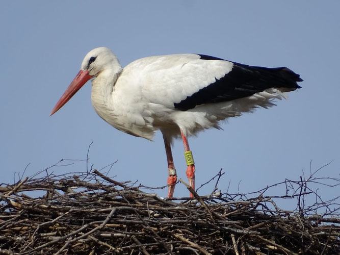 Seit knapp einer Woche zurück in Lieblingshof ist das Männchen DEH XN197. Dieser jetzt siebenjährige Storch wurde 2019 im Nachbardorf Niekrenz beringt und ist möglicherweise ein Nahost-Überwinterer. Foto: A. Sandhoff, 13.3.26