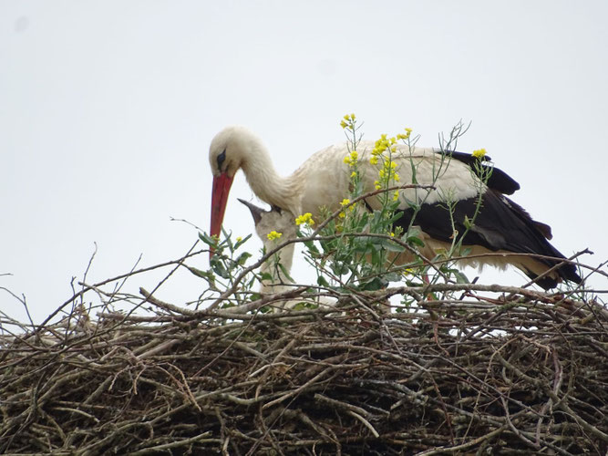 In Satow macht sich am 30.5.2026 ein gut dreiwöchiges Küken hinter einer blühenden Rapspflanze bemerkbar. Es ist ein zweites Küken im Nest. Foto: A. Sandhoff.