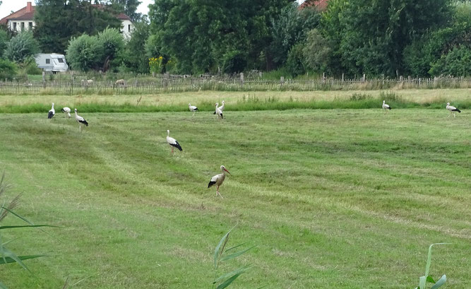 Auf Mäusejagd: Rethwisch, 28.7.2021. Foto: A. Hornburg