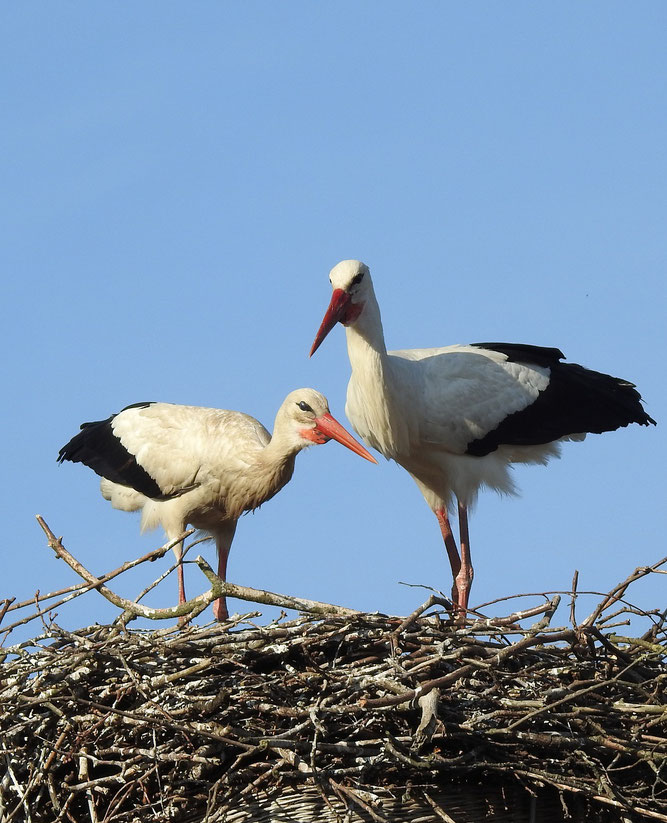 Endlich ein Weibchen in Hohen Schwarfs - nach gut dreiwöchigem Warten. "Er" fällt seit Jahren durch enormen Nestbaueifer auf. Das allein scheint die Storchendamen aber nicht zu überzeugen. 2019 kam es zu keiner Brut, 2018 blieb er sogar allein. 23.4.20