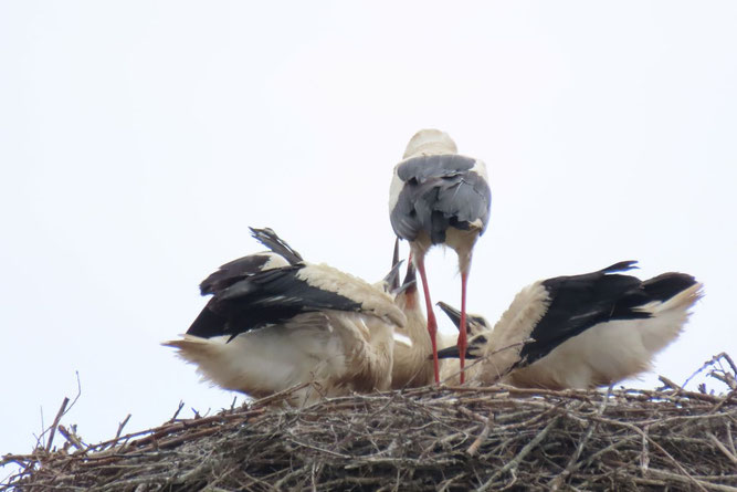 Vier sehr kräftige Jungstörche wachsen in Biestow Ausbau heran. Der Altvogel füttert vier Mal in 20 Minuten, hat offenbar ganz in der Nähe eine besondere Futterquelle, die er nutzt, um seinen Nachwuchs zu versorgen. 4.7.2026
