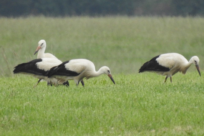 Bereits flügge sind die vier Jungstörche in Neu Rethwisch - hier bei einem gemeinsamen Ausflug auf einer Wiese nahe ihrem Horst. 25.7.2021.