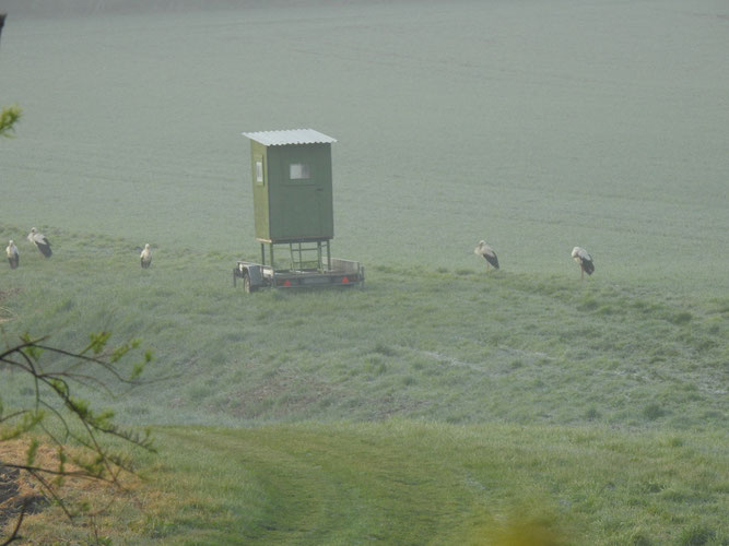 Ein erster kleiner Trupp in diesem Jahr - 5 Störche kurz nach Sonnenaufgang an ihrem Schlafplatz bei Wilsen. Vielleicht entscheidet sich der eine oder andere noch für ein Nest in der Nähe? 1.5.2021