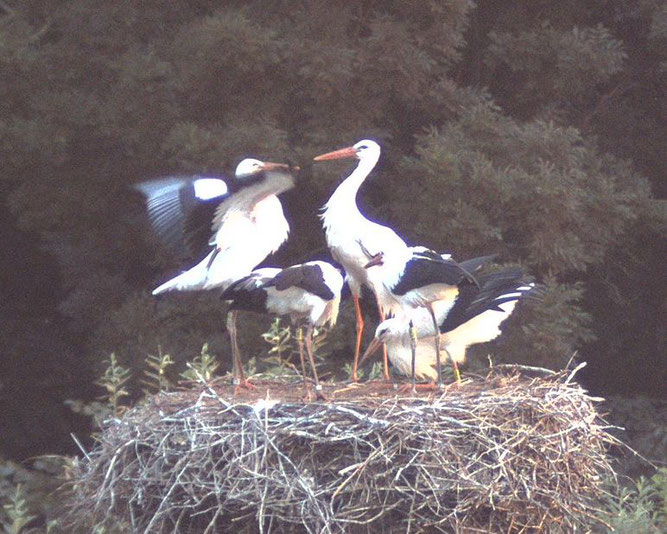 Sie sind doch noch da - die Biestower Jungstörche. Abends und nachts halten sie sich noch auf ihrem Nest auf und hoffen auf eine Fütterung. Nur die Nacht 7./8. August haben sie an einem anderen Ort verbracht. 10.8.2021.