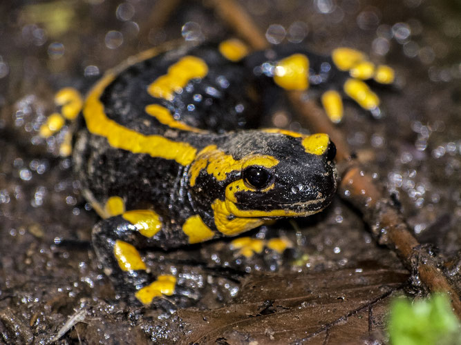 Feuersalamander (Foto: NABU Katy Büscher)