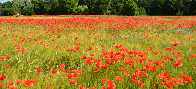 Der Klatschmohn blüht. Foto: Kai Heinemann