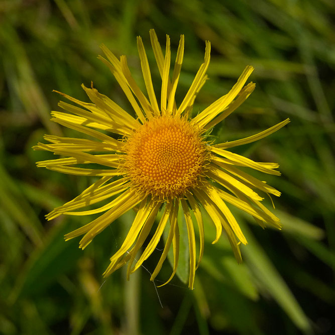 Detail Blüte Wiesen-Alant