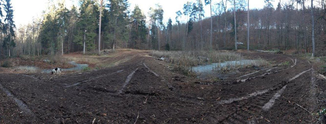 Aufnahme 2019 (nach Forstmulchereinsatz)