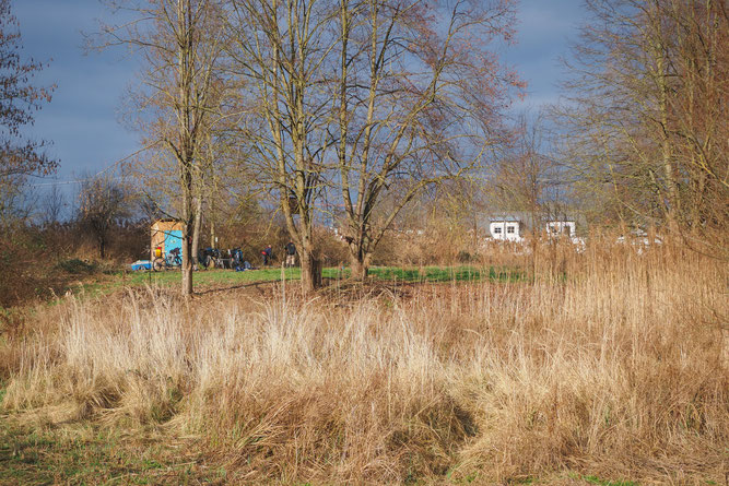 Übersicht Feuchtgebiet Erle mit Schilf und obere Wiese