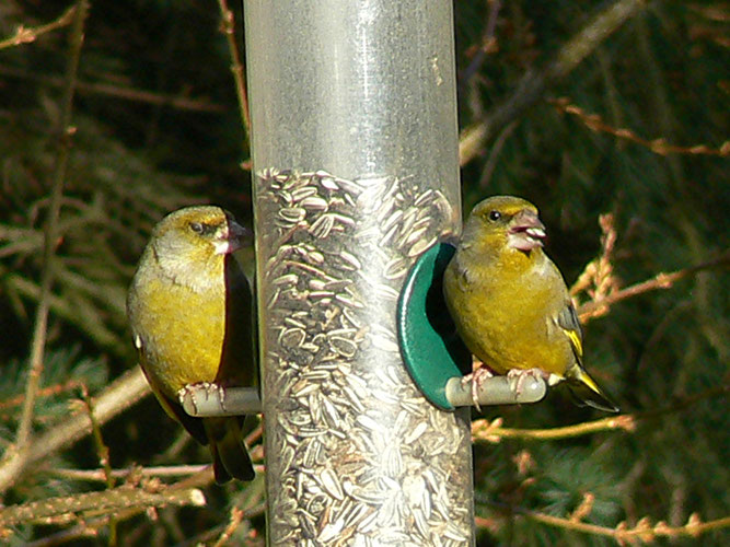 Foto: Rolf Jürgens