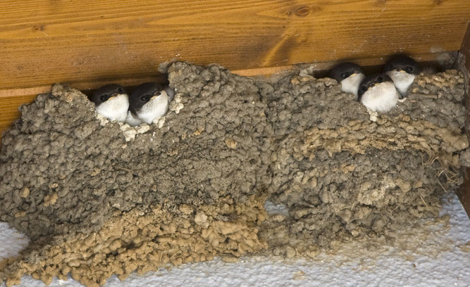 Mehlschwalbennester werden an den Außenwänden angelegt. (Foto: Anita Hatlapa)
