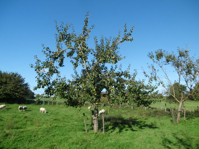 Streuobstwiese mit Schafen am Hafterteich - Foto: W.G.